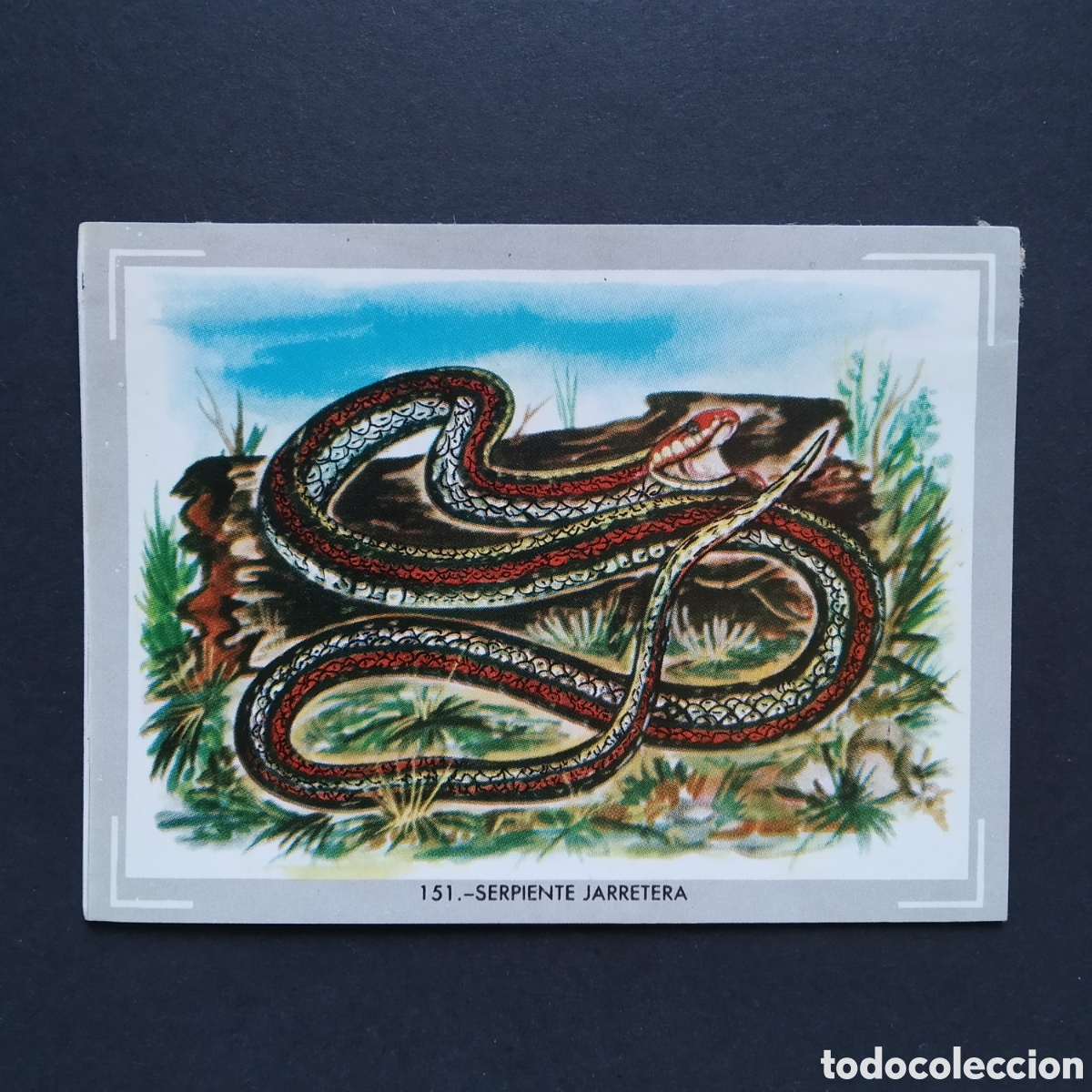 Coleccionismo Cromos antiguos: CROMO - N&deg; 151 - SERPIENTE JARRETERA - VIDA Y COLOR - ED &Aacute;LBUMES ESPA&Ntilde;OLES SA - A&Ntilde;O 1965 (DESPEGADO)