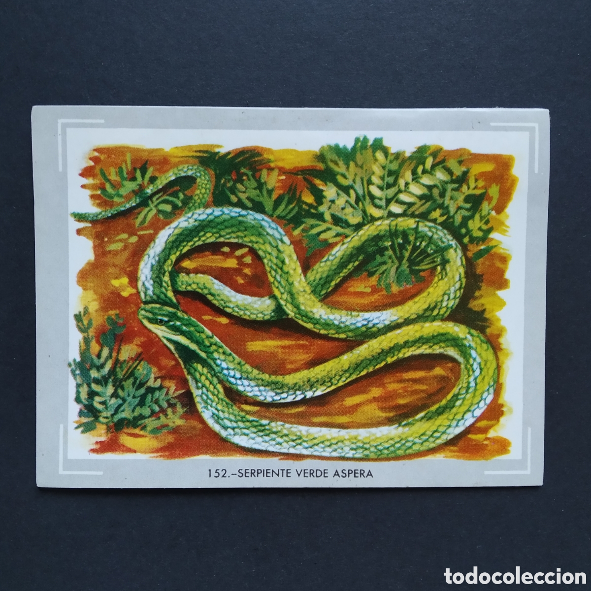 Coleccionismo Cromos antiguos: CROMO - N&deg; 152 - SERPIENTE VERDE ASPERA - VIDA Y COLOR -ED &Aacute;LBUMES ESPA&Ntilde;OLES SA A&Ntilde;O 1965 (DESPEGADO)