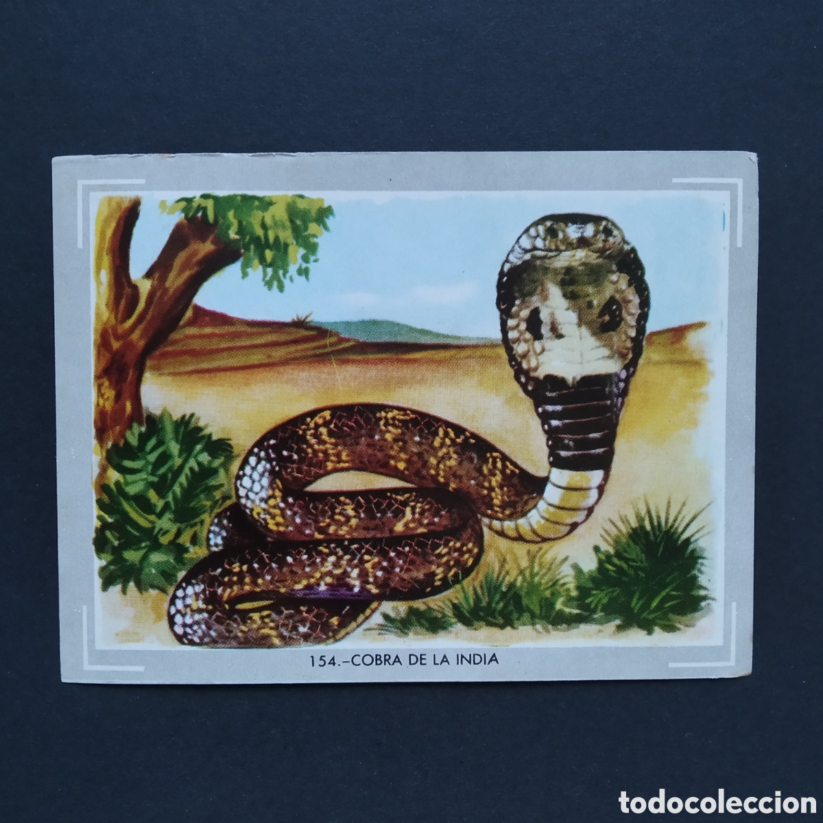 Coleccionismo Cromos antiguos: CROMO - N&deg; 154 - COBRA DE LA INDIA - VIDA Y COLOR - ED. &Aacute;LBUMES ESPA&Ntilde;OLES S.A. - A&Ntilde;O 1965