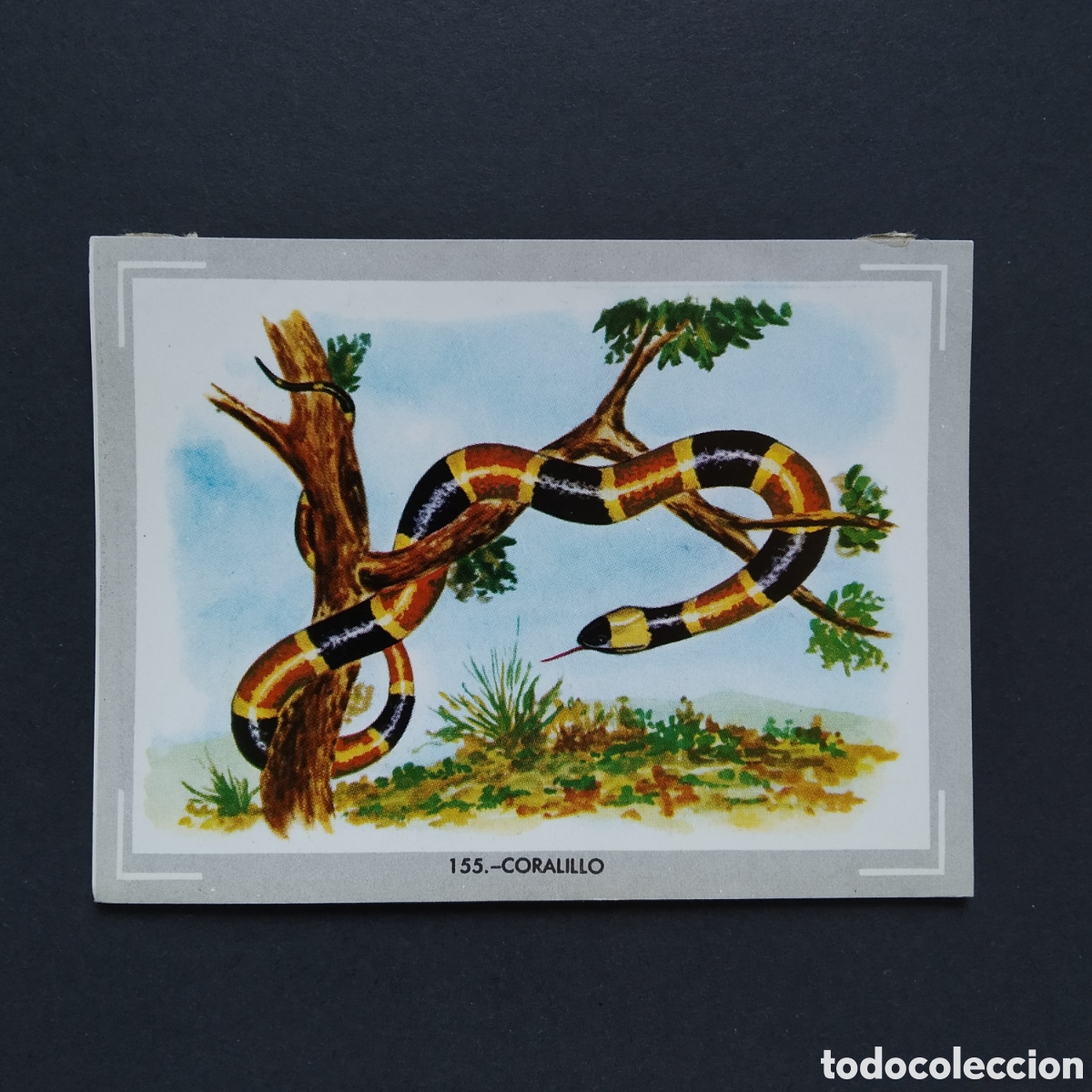 Coleccionismo Cromos antiguos: CROMO - N&deg; 155 - CORALILLO - VIDA Y COLOR - ED. &Aacute;LBUMES ESPA&Ntilde;OLES S.A. - A&Ntilde;O 1965 (DESPEGADO)