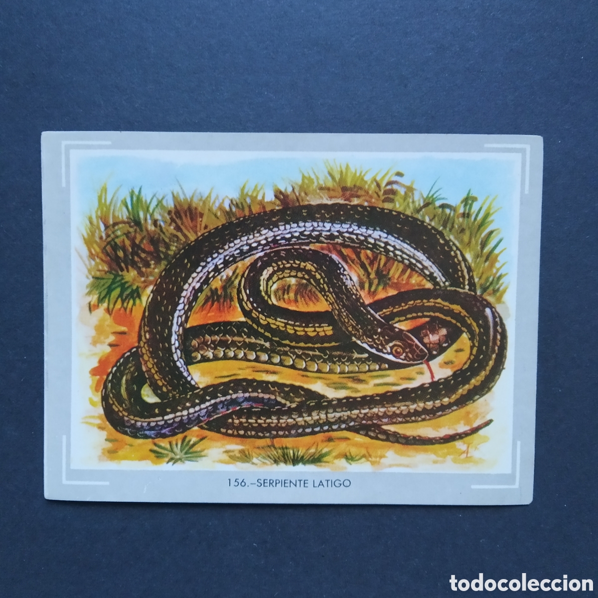 Coleccionismo Cromos antiguos: CROMO - N&deg; 156 - SERPIENTE LATIGO - VIDA Y COLOR - ED. &Aacute;LBUMES ESPA&Ntilde;OLES S.A. - A&Ntilde;O 1965
