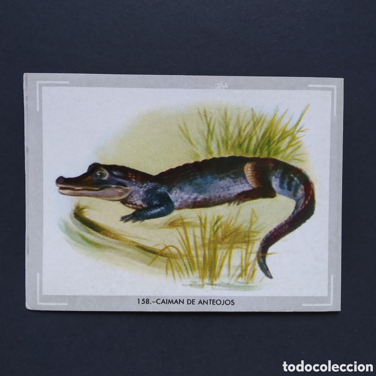 Collectionnisme Cartes &agrave; collectionner anciennes: CROMO - N&deg; 158 - CAIMAN DE ANTEOJOS - VIDA Y COLOR - ED. &Aacute;LBUMES ESPA&Ntilde;OLES S.A. - A&Ntilde;O 1965