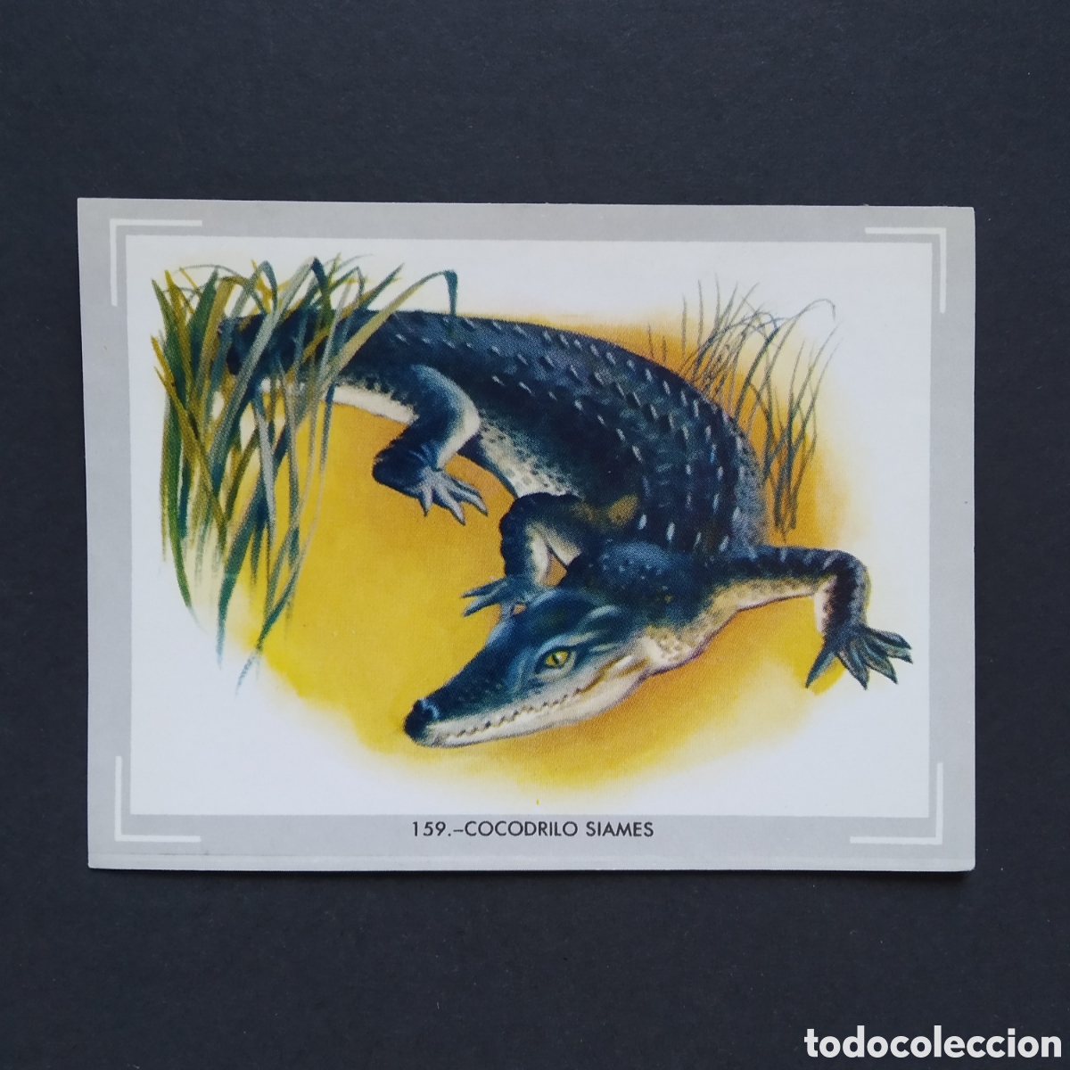Collectionnisme Cartes &agrave; collectionner anciennes: CROMO - N&deg; 159 - COCODRILO SIAMES - VIDA Y COLOR - ED. &Aacute;LBUMES ESPA&Ntilde;OLES S.A. - A&Ntilde;O 1965 (DESPEGADO)