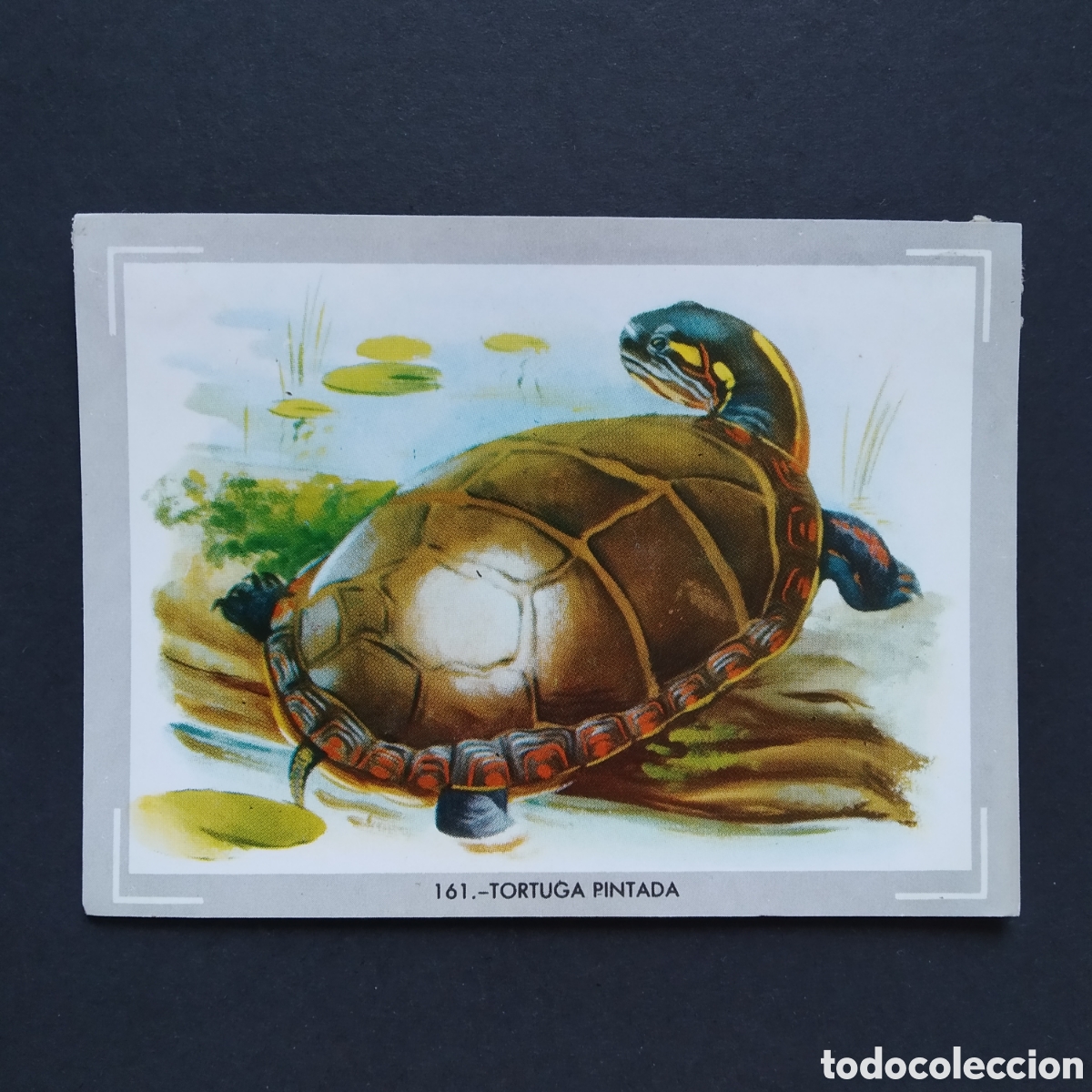Collectionnisme Cartes &agrave; collectionner anciennes: CROMO - N&deg; 161 - TORTUGA PINTADA - VIDA Y COLOR - ED. &Aacute;LBUMES ESPA&Ntilde;OLES S.A. - A&Ntilde;O 1965 (DESPEGADO)