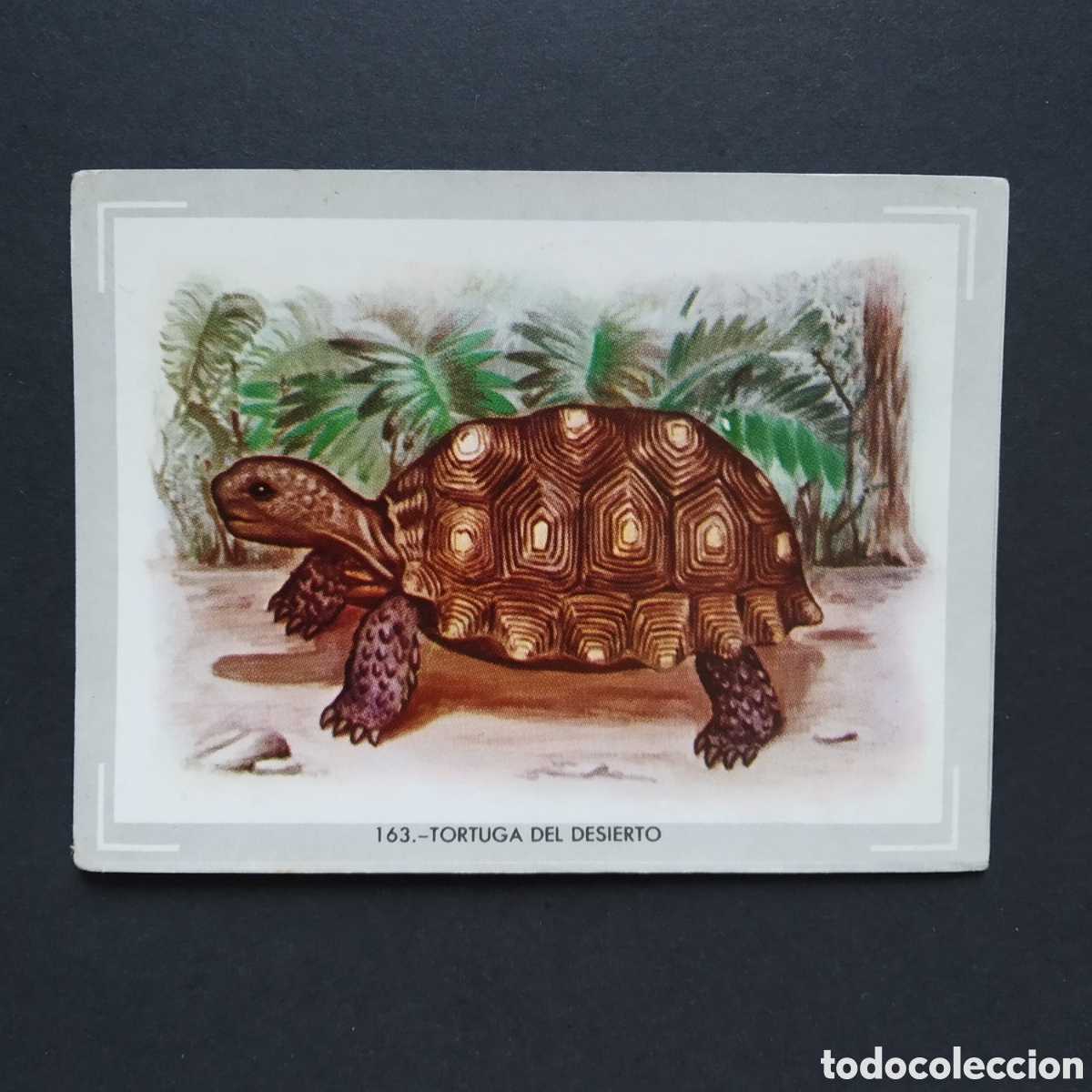 Collectionnisme Cartes &agrave; collectionner anciennes: CROMO - N&deg; 163 - TORTUGA DEL DESIERTO - VIDA Y COLOR - ED. &Aacute;LBUMES ESPA&Ntilde;OLES S.A. - A&Ntilde;O 1965