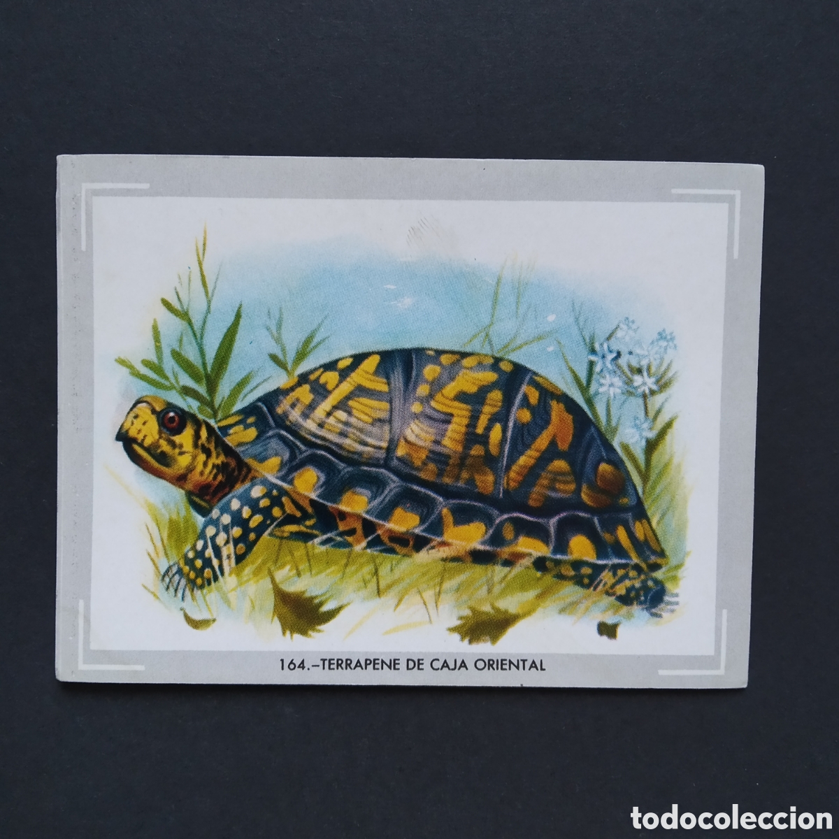 Collectionnisme Cartes &agrave; collectionner anciennes: CROMO - N&deg; 164 - TERRAPENE DE CAJA ORIENTAL - VIDA Y COLOR - ED. &Aacute;LBUMES ESPA&Ntilde;OLES S.A. - A&Ntilde;O 1965