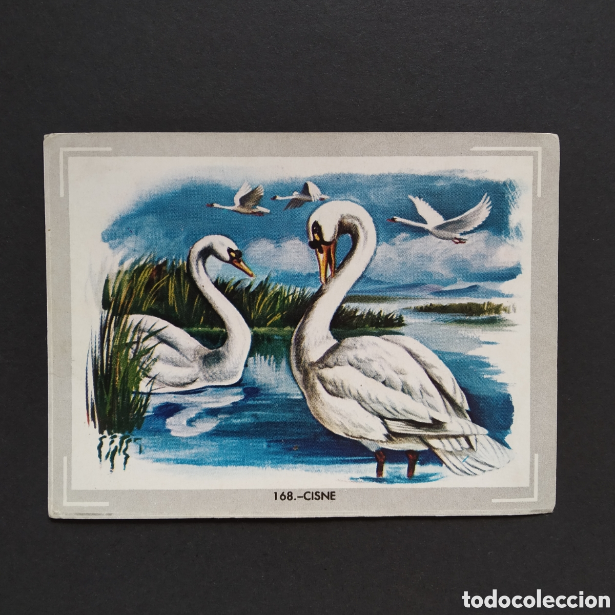 Coleccionismo Cromos antiguos: CROMO - N&deg; 168 - CISNE - VIDA Y COLOR - ED. &Aacute;LBUMES ESPA&Ntilde;OLES S.A. - A&Ntilde;O 1965