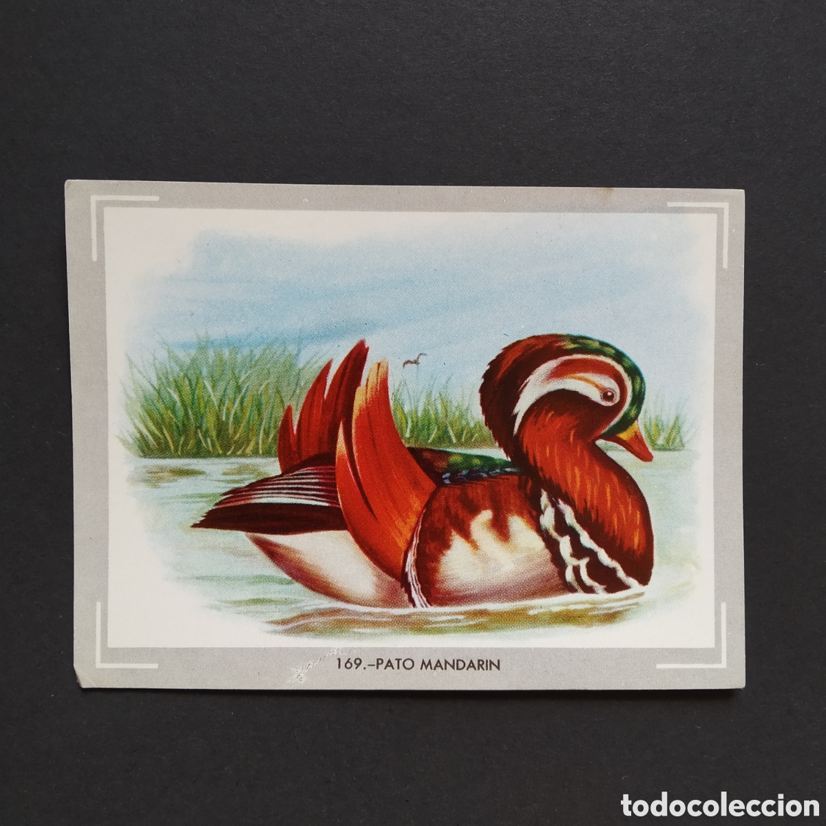Coleccionismo Cromos antiguos: CROMO - N&deg; 169 - PATO MANDARIN - VIDA Y COLOR - ED. &Aacute;LBUMES ESPA&Ntilde;OLES S.A. - A&Ntilde;O 1965