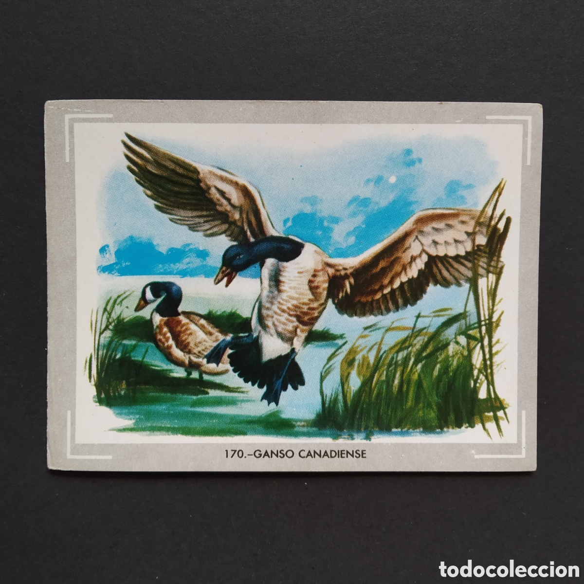 Coleccionismo Cromos antiguos: CROMO - N&deg; 170 - GANSO CANADIENSE - VIDA Y COLOR - ED. &Aacute;LBUMES ESPA&Ntilde;OLES S.A. - A&Ntilde;O 1965