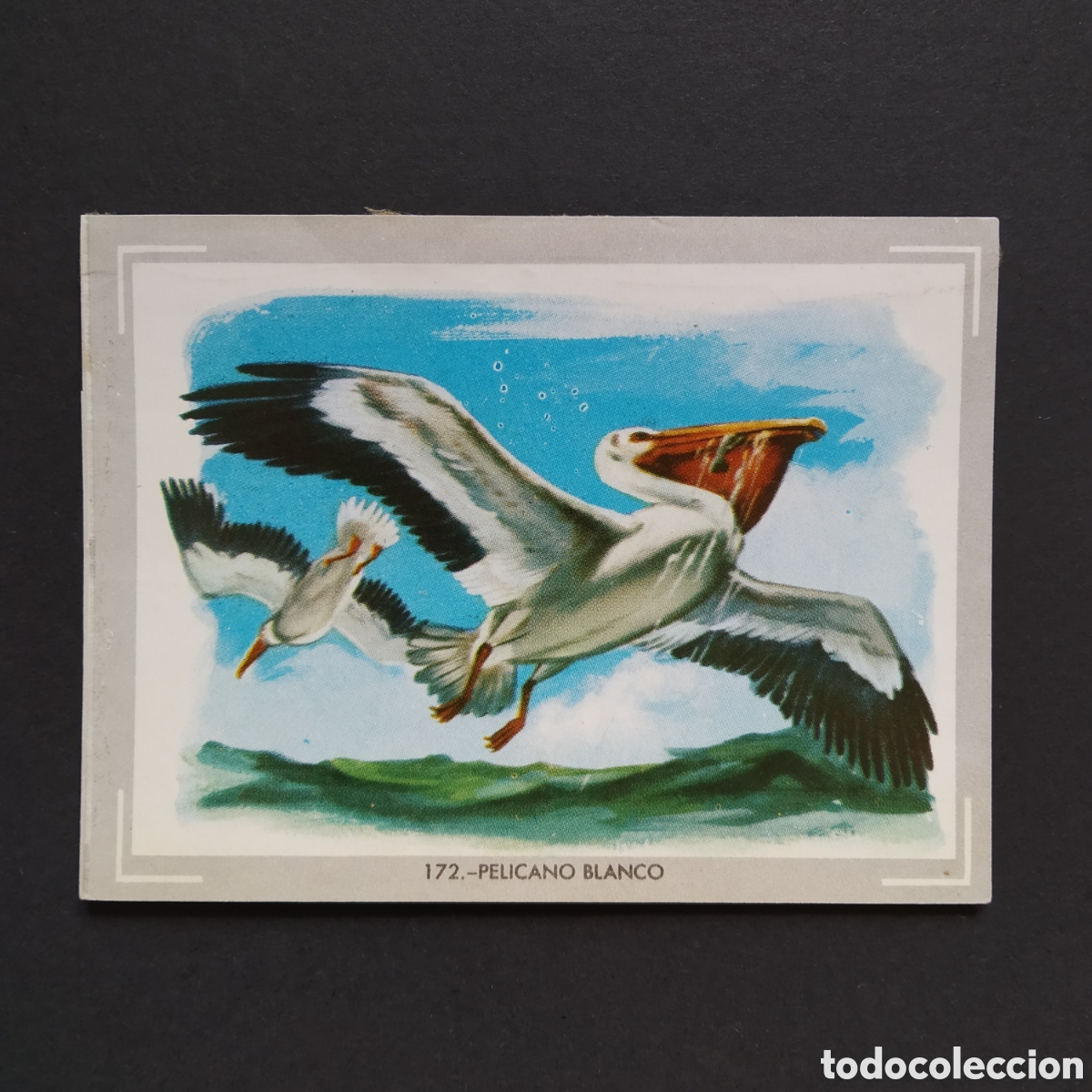 Coleccionismo Cromos antiguos: CROMO - N&deg; 172 - PELICANO BLANCO - VIDA Y COLOR - ED. &Aacute;LBUMES ESPA&Ntilde;OLES S.A. - A&Ntilde;O 1965 (DESPEGADO)