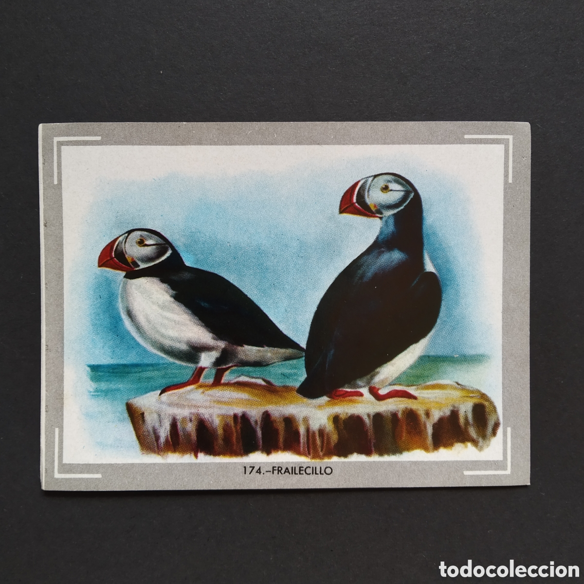 Coleccionismo Cromos antiguos: CROMO - N&deg; 174 - FRAILECILLO - VIDA Y COLOR - ED. &Aacute;LBUMES ESPA&Ntilde;OLES S.A. - A&Ntilde;O 1965