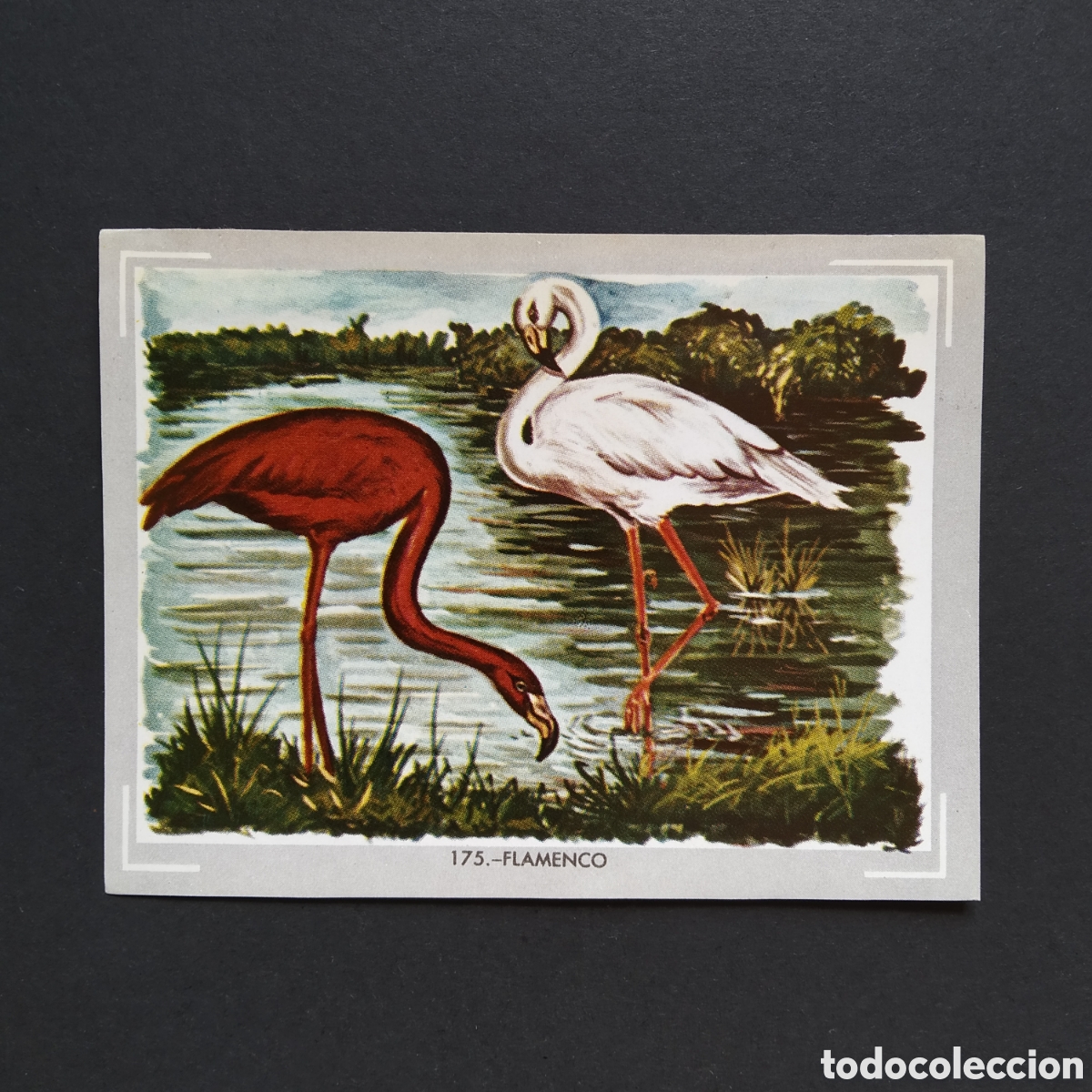 Coleccionismo Cromos antiguos: CROMO - N&deg; 175 - FLAMENCO - VIDA Y COLOR - ED. &Aacute;LBUMES ESPA&Ntilde;OLES S.A. - A&Ntilde;O 1965 (DESPEGADO)