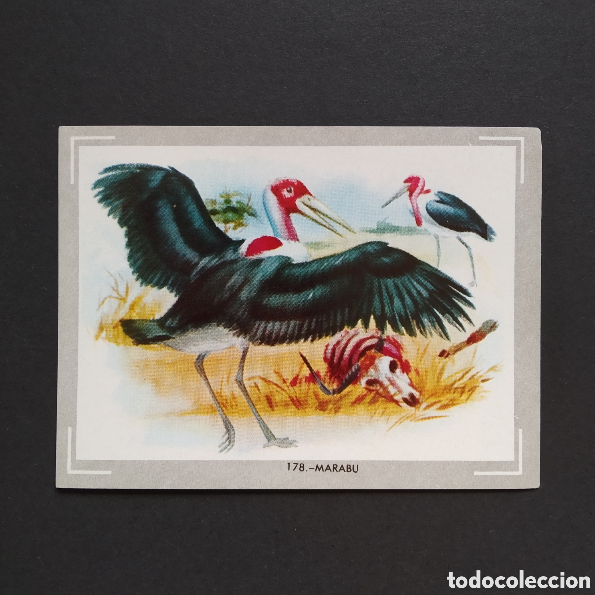 Coleccionismo Cromos antiguos: CROMO - N&deg; 178 - MARABU - VIDA Y COLOR - ED. &Aacute;LBUMES ESPA&Ntilde;OLES S.A. - A&Ntilde;O 1965