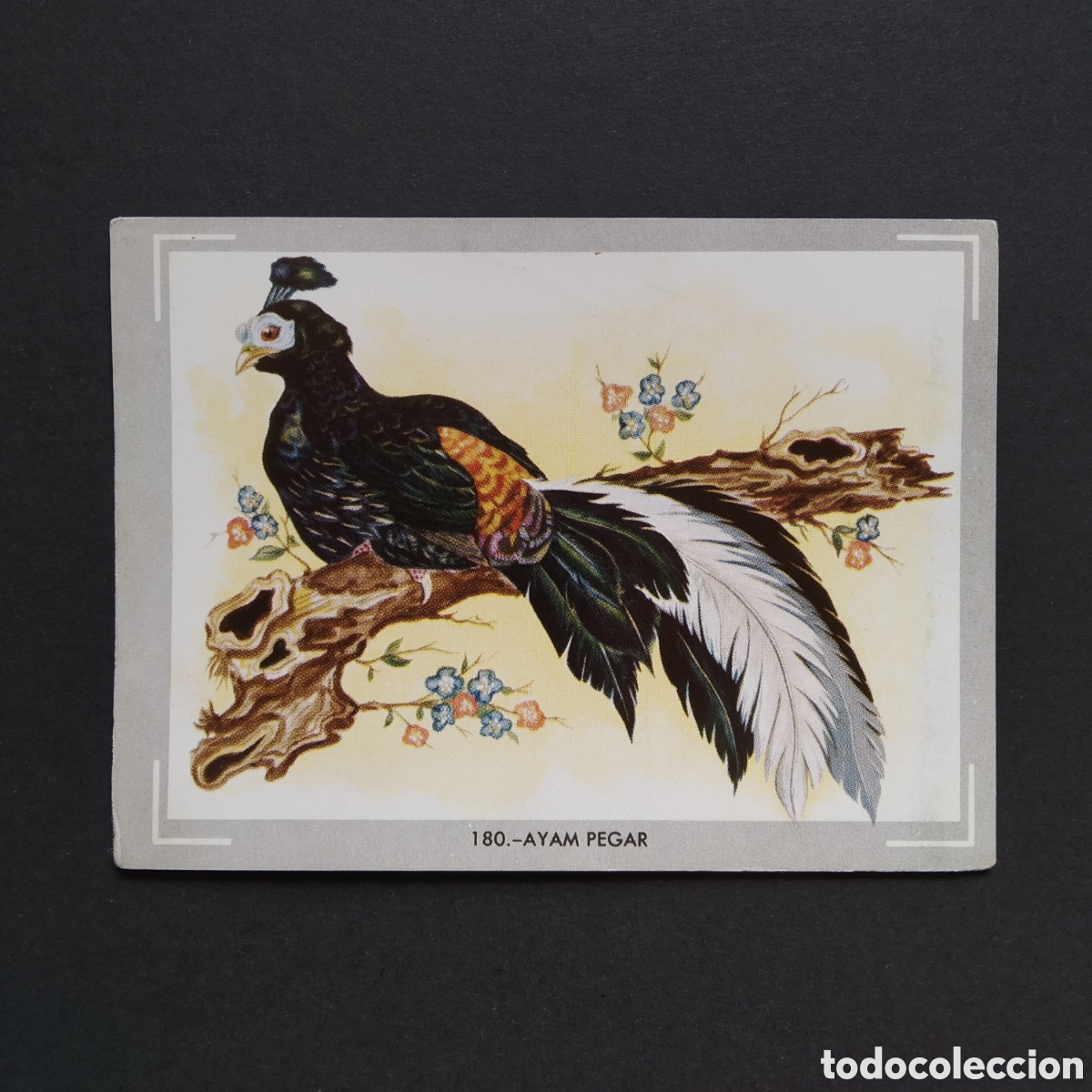 Sammeln alte Sammelbilder: CROMO - N&deg; 180 - AYAM PEGAR - VIDA Y COLOR - ED. &Aacute;LBUMES ESPA&Ntilde;OLES S.A. - A&Ntilde;O 1965