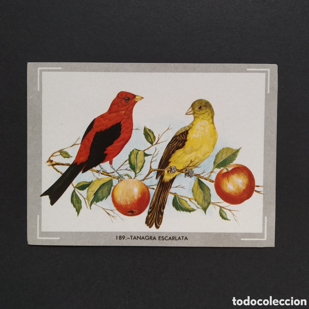 Sammeln alte Sammelbilder: CROMO - N&deg; 189 - TANAGRA ESCARLATA - VIDA Y COLOR - ED. &Aacute;LBUMES ESPA&Ntilde;OLES S.A. - A&Ntilde;O 1965