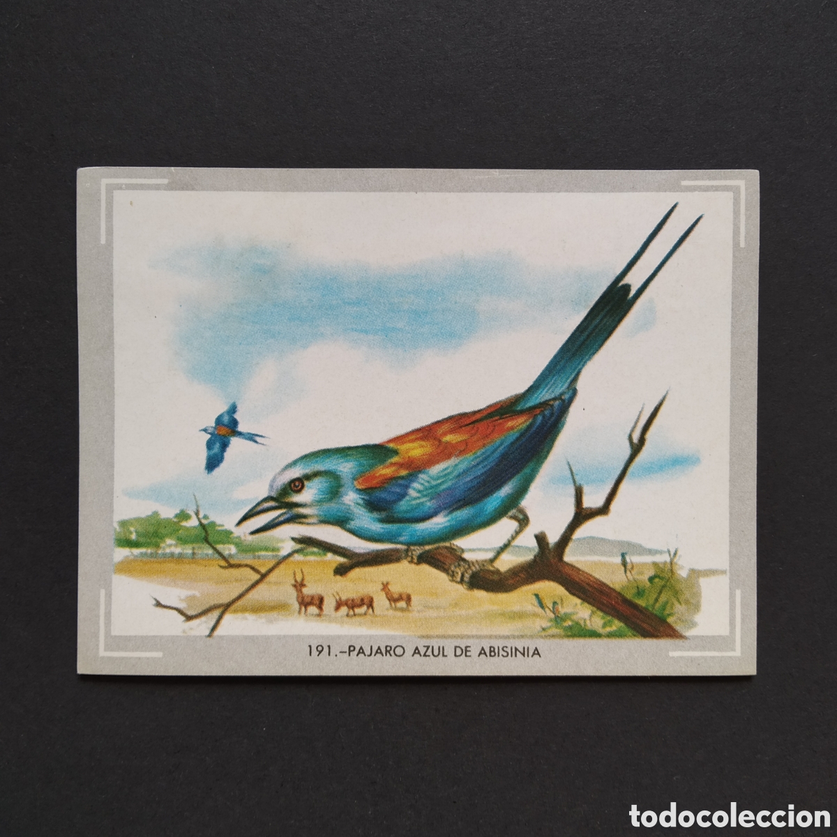Sammeln alte Sammelbilder: CROMO - N&deg; 191 PAJARO AZUL DE ABISINIA - VIDA Y COLOR - ED &Aacute;LBUMES ESPA&Ntilde;OLES SA A&Ntilde;O 1965 (DESPEGADO)