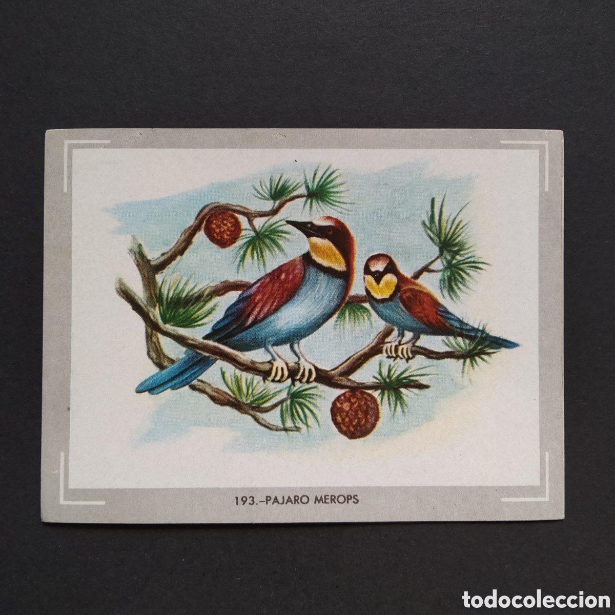Sammeln alte Sammelbilder: CROMO - N&deg; 193 - PAJARO MEROPS - VIDA Y COLOR - ED. &Aacute;LBUMES ESPA&Ntilde;OLES S.A. - A&Ntilde;O 1965