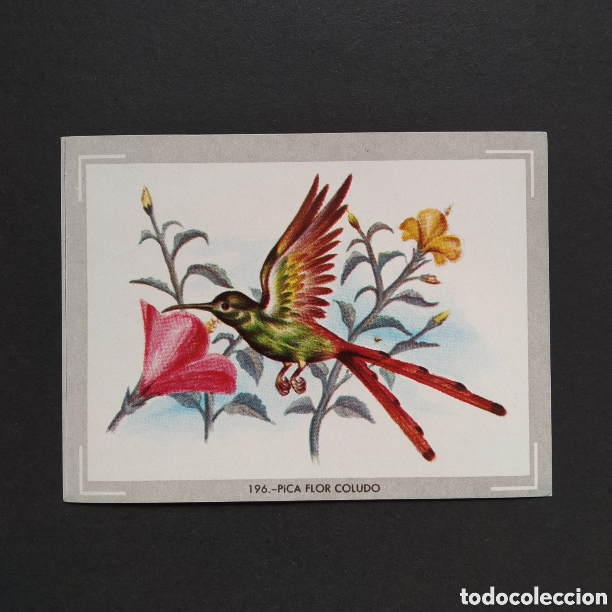 Sammeln alte Sammelbilder: CROMO - N&deg; 196 - PICA FLOR COLUDO - VIDA Y COLOR - ED. &Aacute;LBUMES ESPA&Ntilde;OLES S.A. - A&Ntilde;O 1965