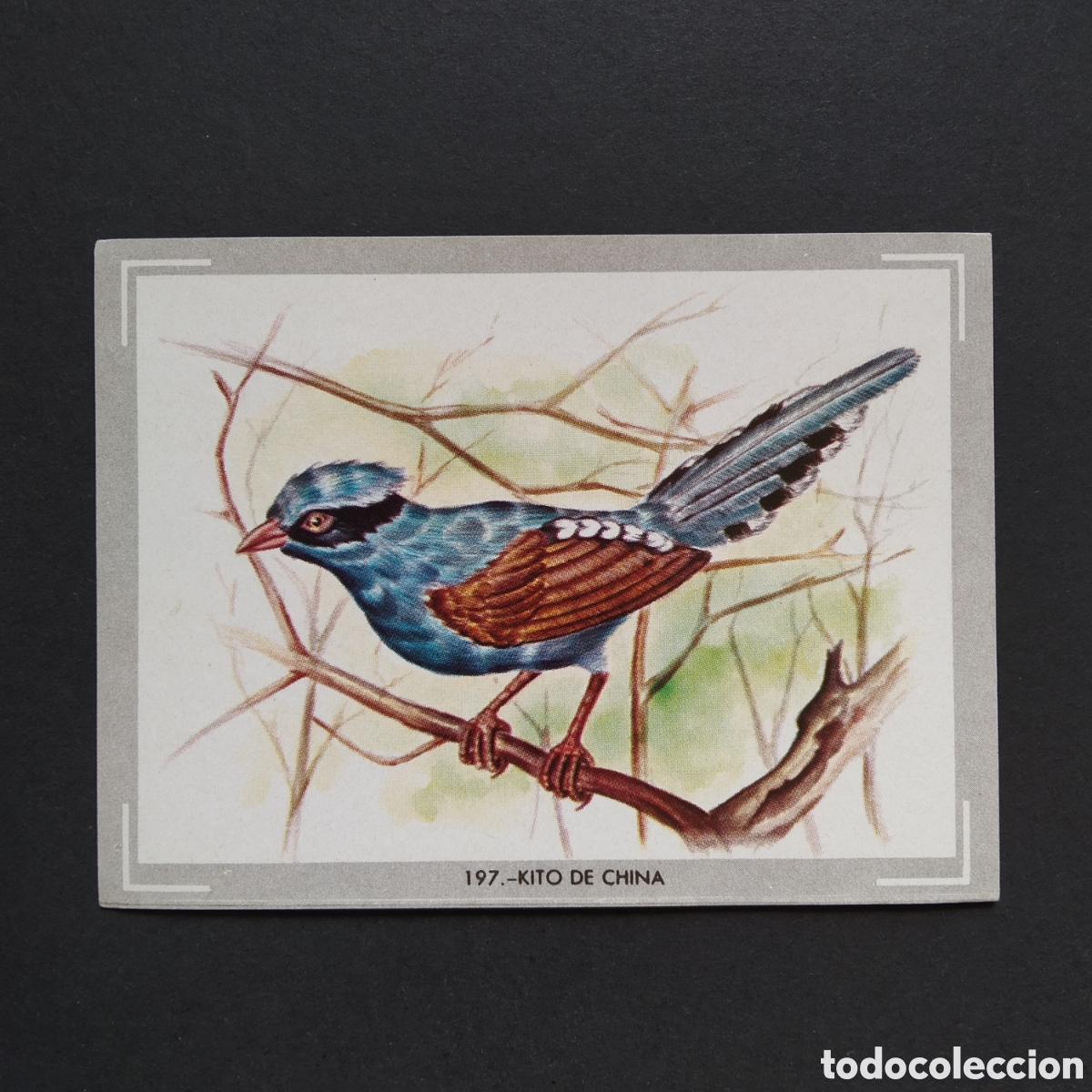Coleccionismo Cromos antiguos: CROMO - N&deg; 197 - KITO DE CHINA - VIDA Y COLOR - ED. &Aacute;LBUMES ESPA&Ntilde;OLES S.A. - A&Ntilde;O 1965
