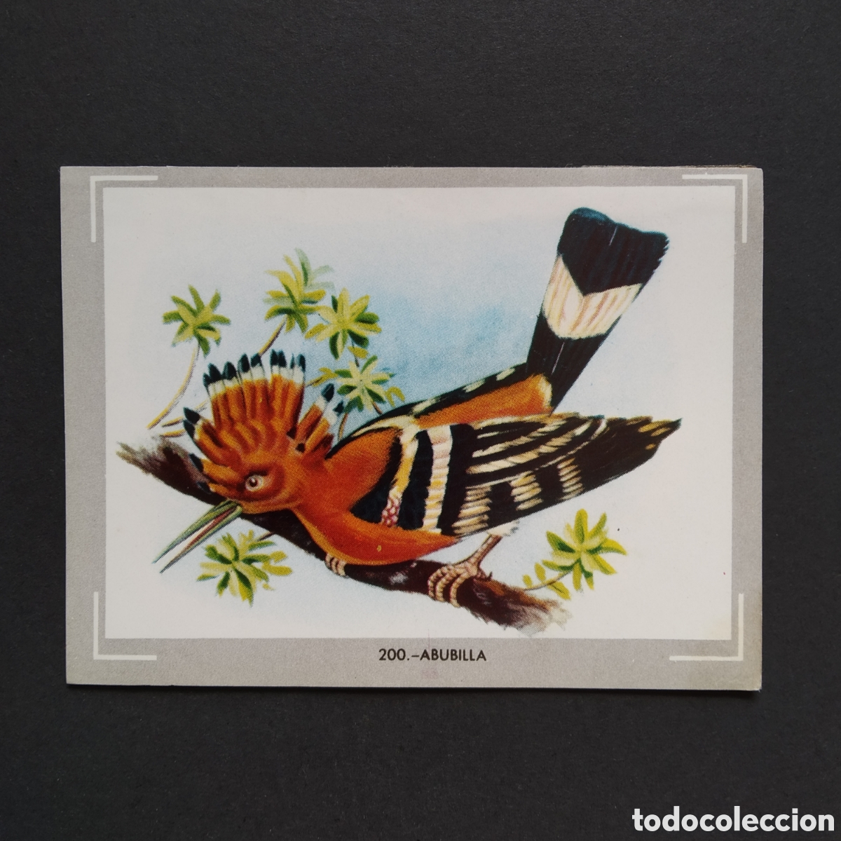 Coleccionismo Cromos antiguos: CROMO - N&deg; 200 - ABUBILLA - VIDA Y COLOR - ED. &Aacute;LBUMES ESPA&Ntilde;OLES S.A. - A&Ntilde;O 1965 (DESPEGADO)