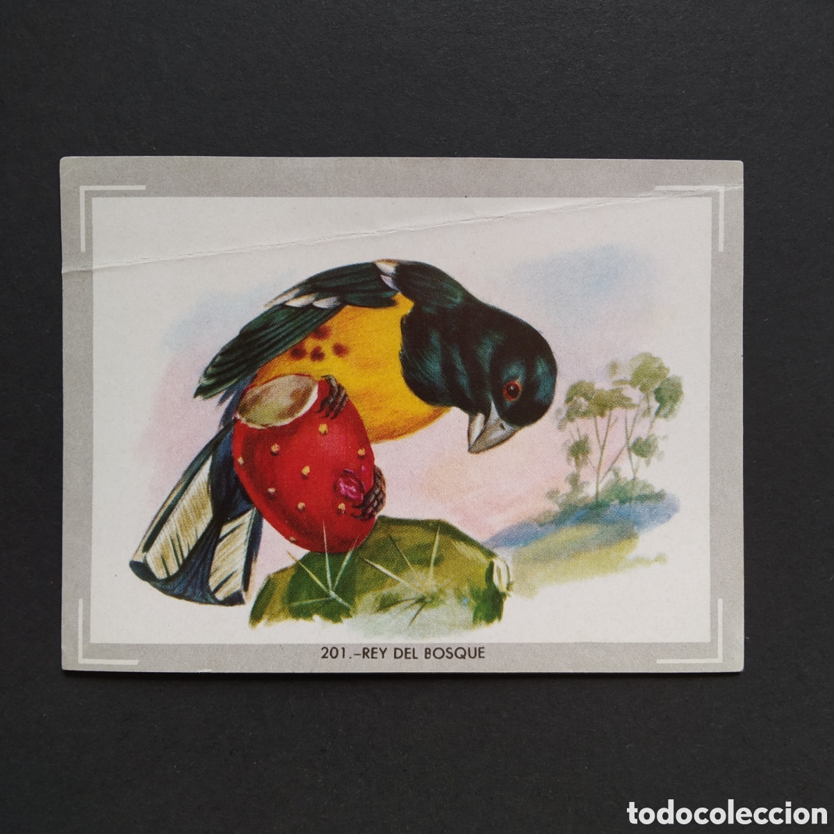 Coleccionismo Cromos antiguos: CROMO - N&deg; 201 - REY DEL BOSQUE - VIDA Y COLOR - ED. &Aacute;LBUMES ESPA&Ntilde;OLES S.A. - A&Ntilde;O 1965