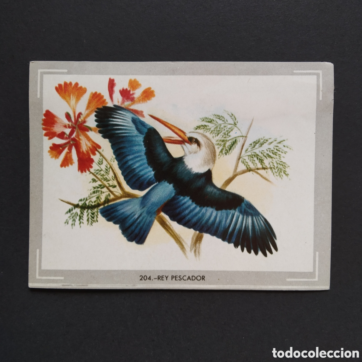 Coleccionismo Cromos antiguos: CROMO - N&deg; 204 - REY PESCADOR - VIDA Y COLOR - ED. &Aacute;LBUMES ESPA&Ntilde;OLES S.A. - A&Ntilde;O 1965 (DESPEGADO)