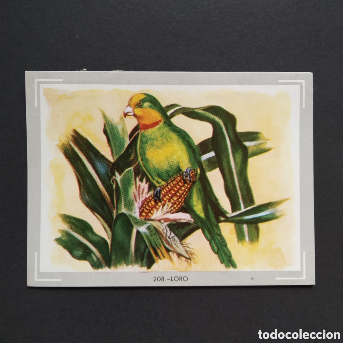 Coleccionismo Cromos antiguos: CROMO - N&deg; 208 - LORO - VIDA Y COLOR - ED. &Aacute;LBUMES ESPA&Ntilde;OLES S.A. - A&Ntilde;O 1965