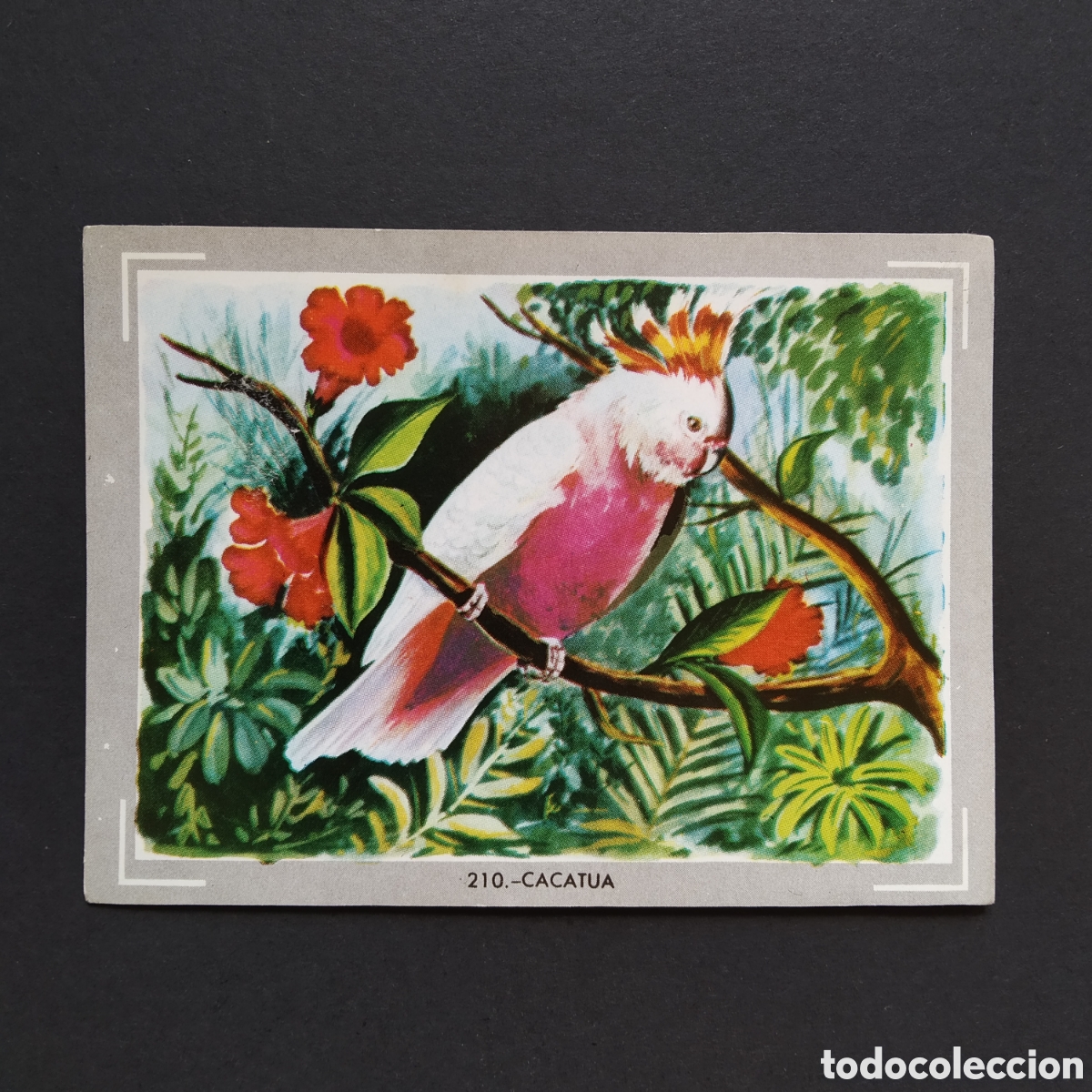 Sammeln alte Sammelbilder: CROMO - N&deg; 210 - CACATUA - VIDA Y COLOR - ED. &Aacute;LBUMES ESPA&Ntilde;OLES S.A. - A&Ntilde;O 1965 (DESPEGADO)