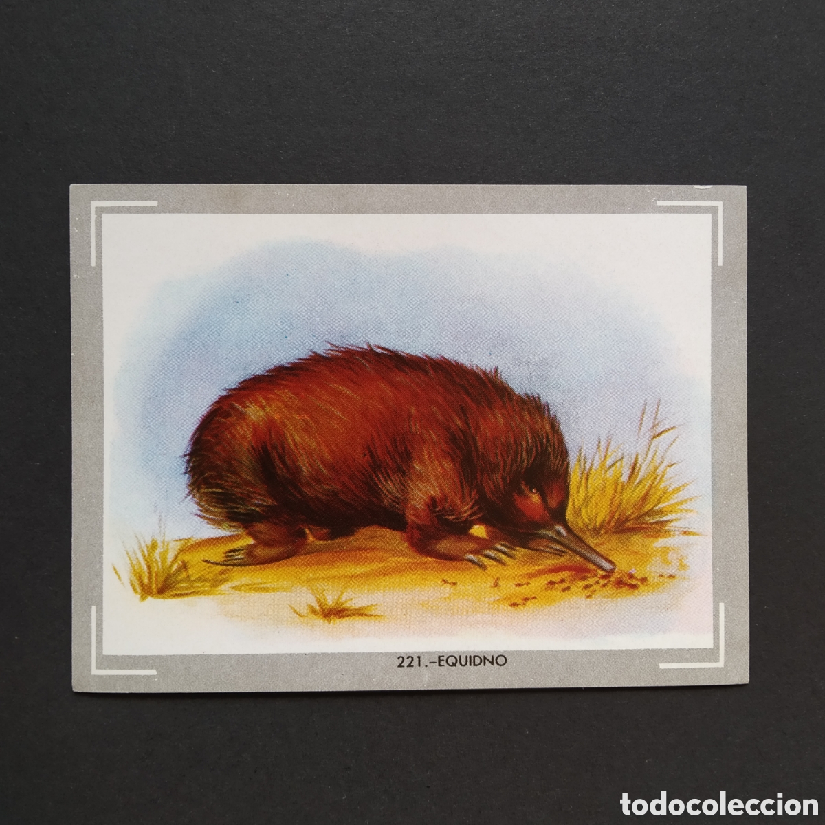 Sammeln alte Sammelbilder: CROMO - N&deg; 221 - EQUIDNO - VIDA Y COLOR - ED. &Aacute;LBUMES ESPA&Ntilde;OLES S.A. - A&Ntilde;O 1965