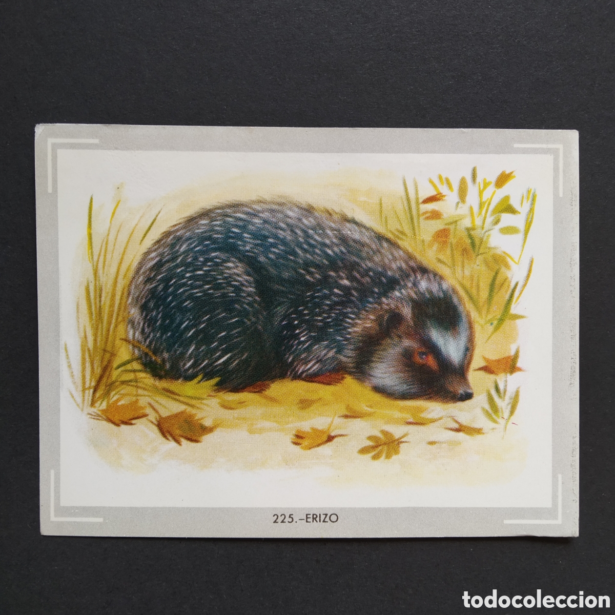 Coleccionismo Cromos antiguos: CROMO - N&deg; 225 - ERIZO - VIDA Y COLOR - ED. &Aacute;LBUMES ESPA&Ntilde;OLES S.A. - A&Ntilde;O 1965 (DESPEGADO)