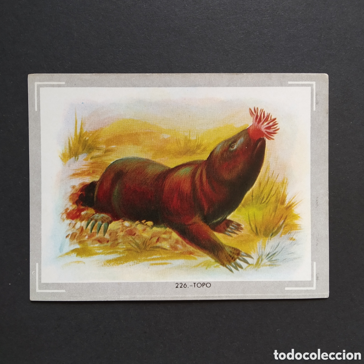 Coleccionismo Cromos antiguos: CROMO - N&deg; 226 - TOPO - VIDA Y COLOR - ED. &Aacute;LBUMES ESPA&Ntilde;OLES S.A. - A&Ntilde;O 1965