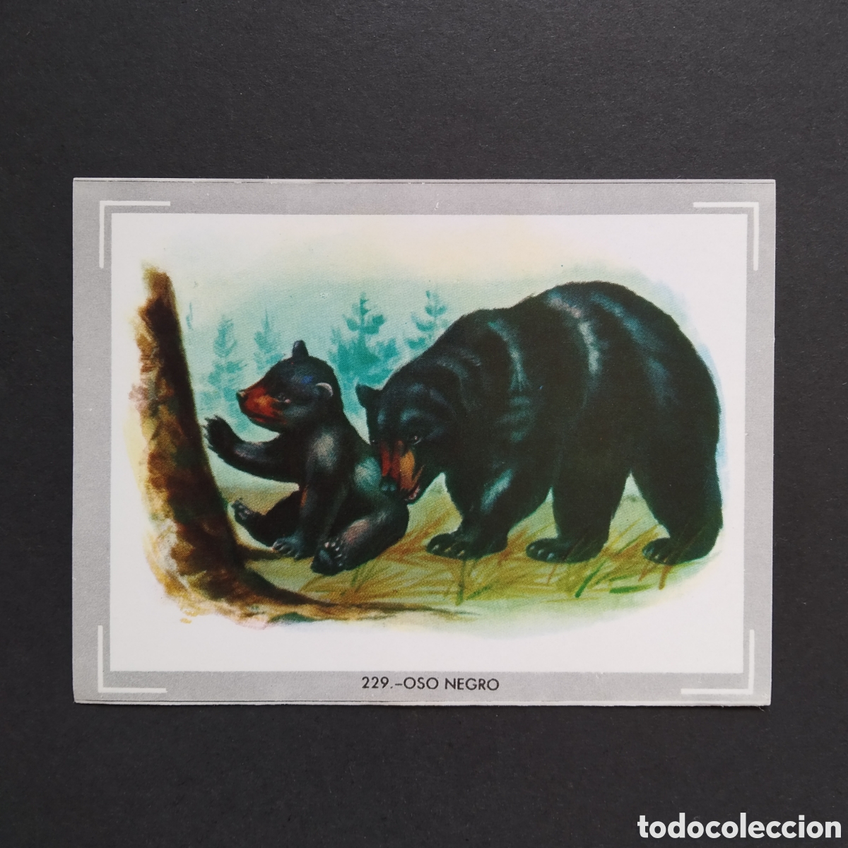Coleccionismo Cromos antiguos: CROMO - N&deg; 229 - OSO NEGRO - VIDA Y COLOR - ED. &Aacute;LBUMES ESPA&Ntilde;OLES S.A. - A&Ntilde;O 1965