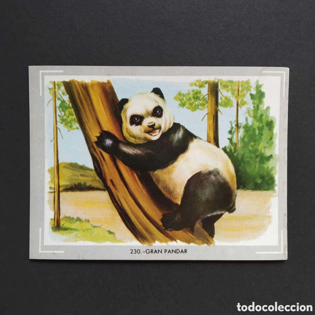 Coleccionismo Cromos antiguos: CROMO - N&deg; 230 - GRAN PANDAR - VIDA Y COLOR - ED. &Aacute;LBUMES ESPA&Ntilde;OLES S.A. - A&Ntilde;O 1965