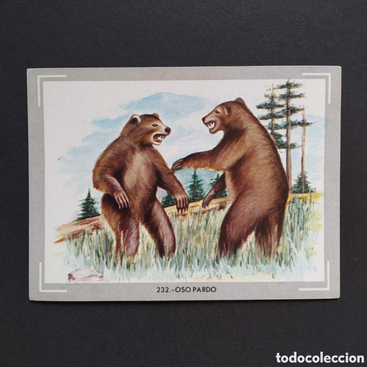 Coleccionismo Cromos antiguos: CROMO - N&deg; 232 - OSO PARDO - VIDA Y COLOR - ED. &Aacute;LBUMES ESPA&Ntilde;OLES S.A. - A&Ntilde;O 1965