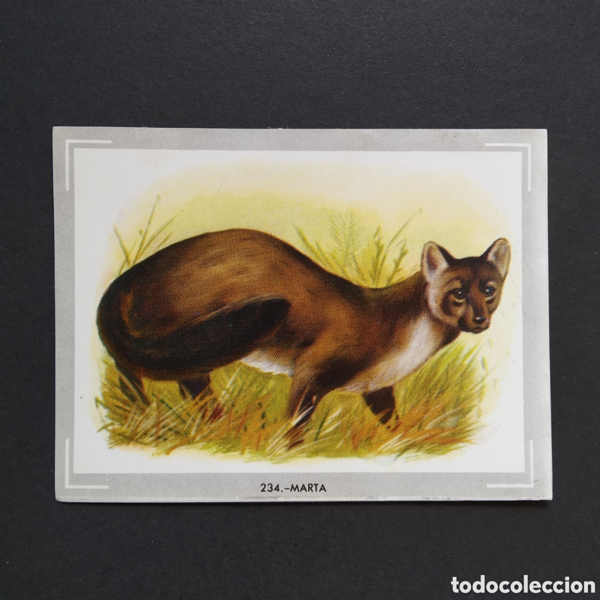 Coleccionismo Cromos antiguos: CROMO - N&deg; 234 - MARTA - VIDA Y COLOR - ED. &Aacute;LBUMES ESPA&Ntilde;OLES S.A. - A&Ntilde;O 1965 (DESPEGADO)