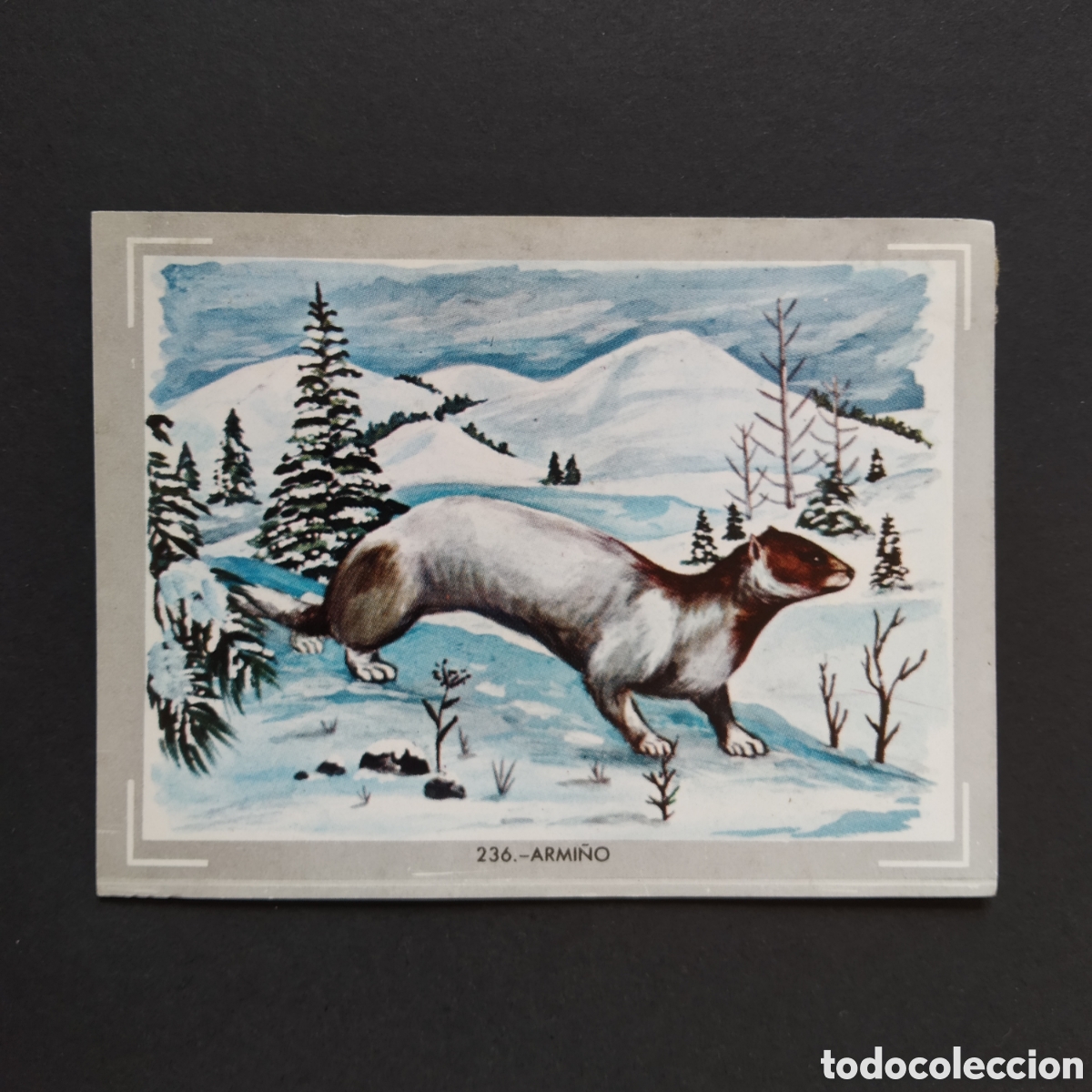 Coleccionismo Cromos antiguos: CROMO - N&deg; 236 - ARMI&Ntilde;O - VIDA Y COLOR - ED. &Aacute;LBUMES ESPA&Ntilde;OLES S.A. - A&Ntilde;O 1965 (DESPEGADO)