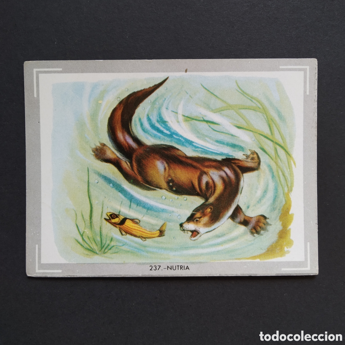 Coleccionismo Cromos antiguos: CROMO - N&deg; 237 - NUTRIA - VIDA Y COLOR - ED. &Aacute;LBUMES ESPA&Ntilde;OLES S.A. - A&Ntilde;O 1965