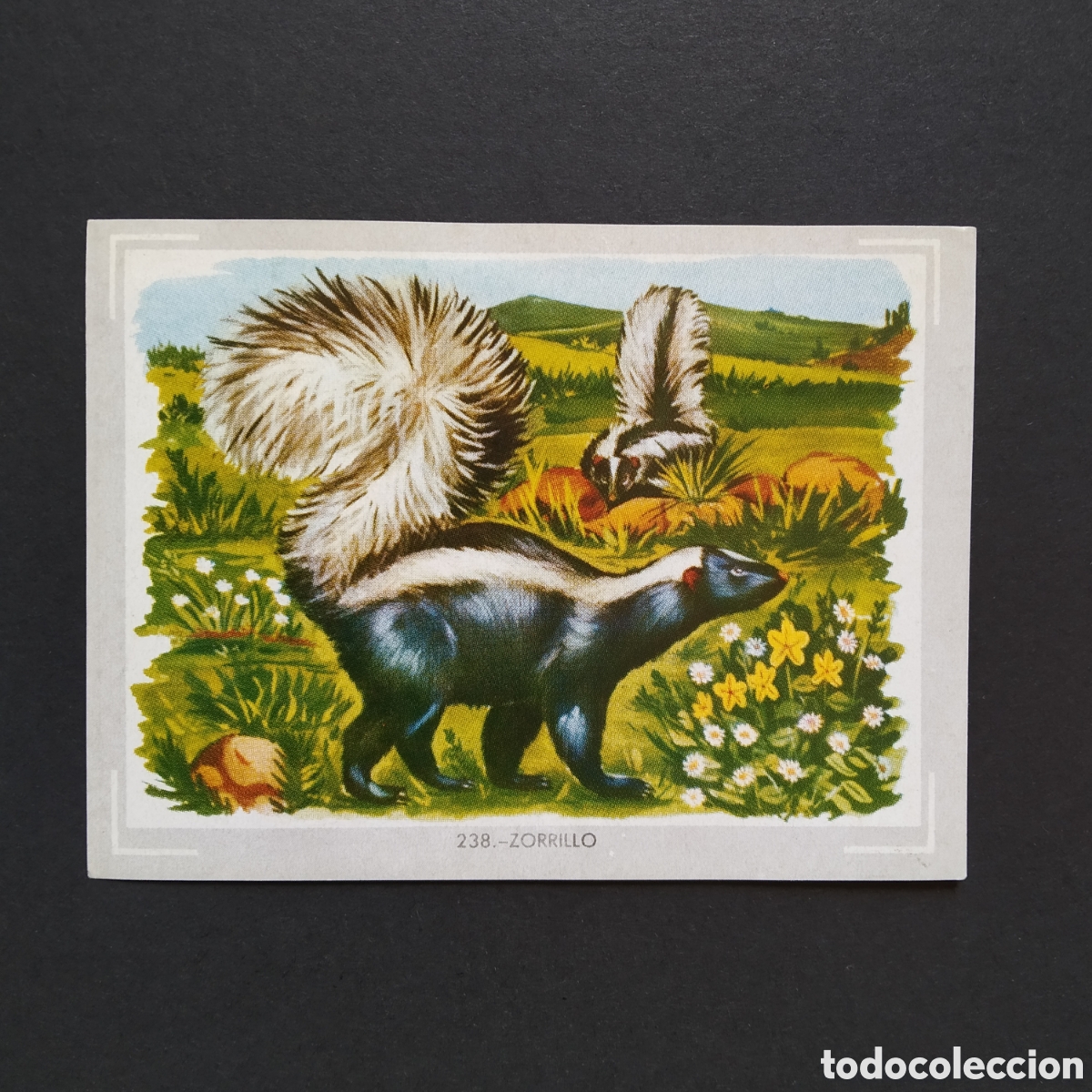 Collezionismo Figurine antiche: CROMO - N&deg; 238 - ZORRILLO - VIDA Y COLOR - ED. &Aacute;LBUMES ESPA&Ntilde;OLES S.A. - A&Ntilde;O 1965 (DESPEGADO)