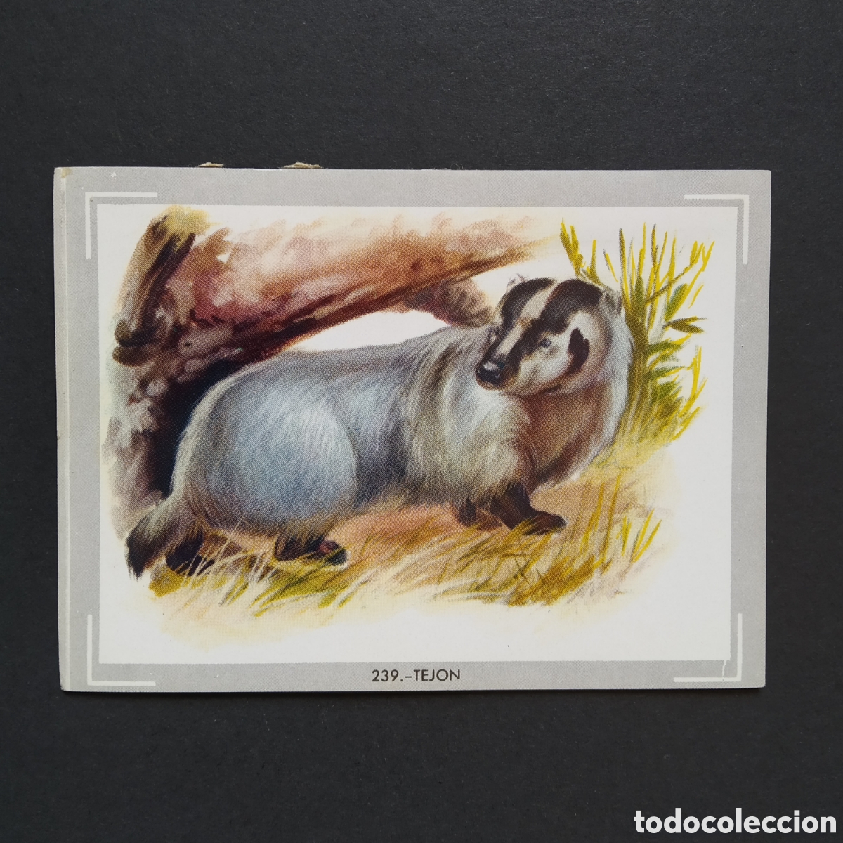 Collezionismo Figurine antiche: CROMO - N&deg; 239 - TEJON - VIDA Y COLOR - ED. &Aacute;LBUMES ESPA&Ntilde;OLES S.A. - A&Ntilde;O 1965 (DESPEGADO)