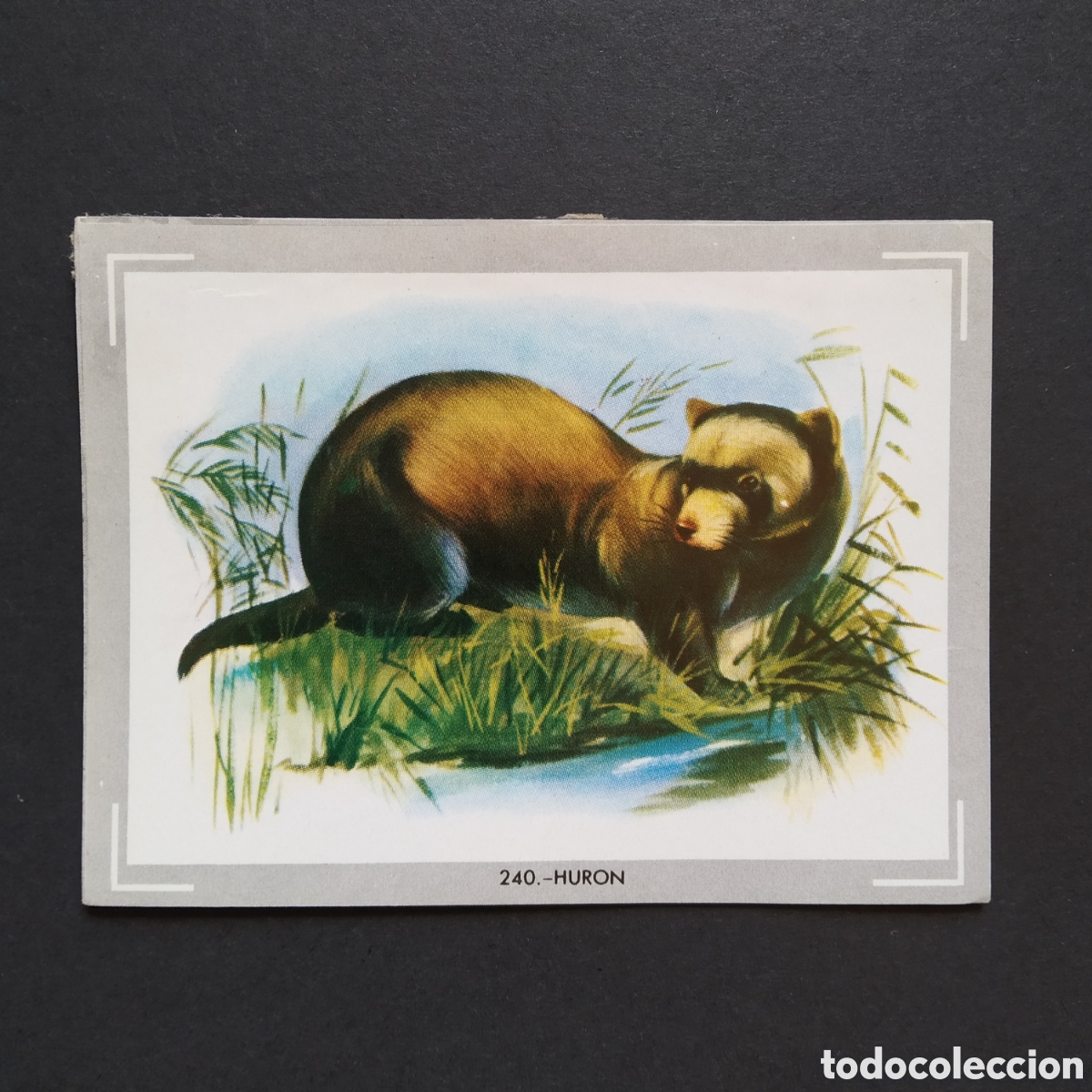 Collezionismo Figurine antiche: CROMO - N&deg; 240 - HURON - VIDA Y COLOR - ED. &Aacute;LBUMES ESPA&Ntilde;OLES S.A. - A&Ntilde;O 1965 (DESPEGADO)