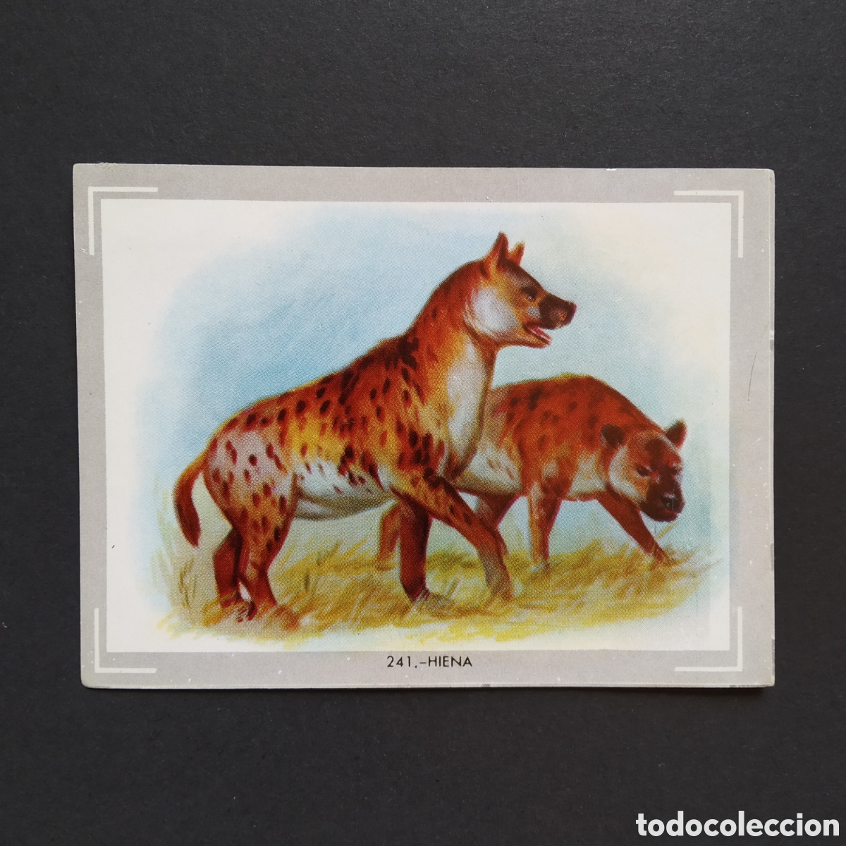 Collezionismo Figurine antiche: CROMO - N&deg; 241 - HIENA - VIDA Y COLOR - ED. &Aacute;LBUMES ESPA&Ntilde;OLES S.A. - A&Ntilde;O 1965 (DESPEGADO)