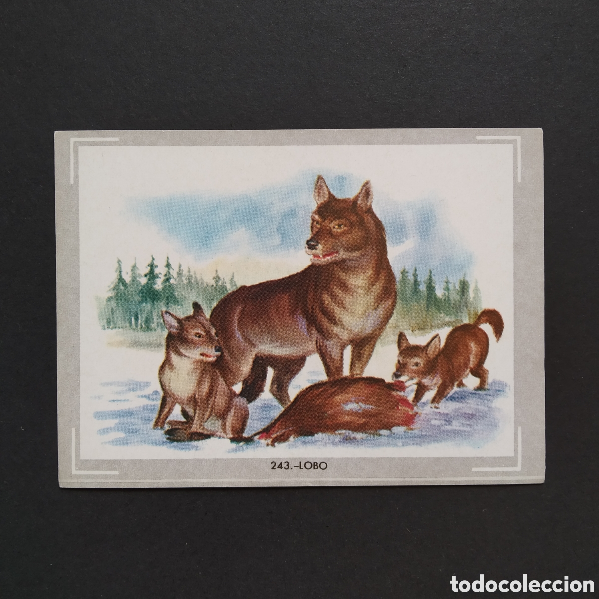Collezionismo Figurine antiche: CROMO - N&deg; 243 - LOBO - VIDA Y COLOR - ED. &Aacute;LBUMES ESPA&Ntilde;OLES S.A. - A&Ntilde;O 1965