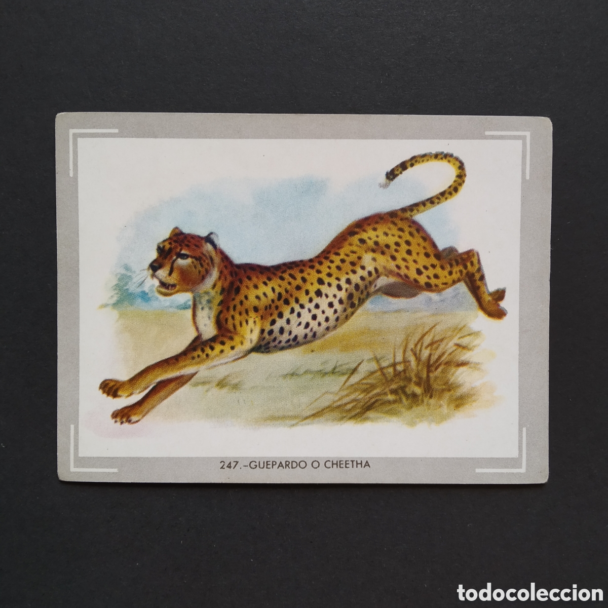 Collezionismo Figurine antiche: CROMO - N&deg; 247 - GUEPARDO O CHEETHA - VIDA Y COLOR - ED. &Aacute;LBUMES ESPA&Ntilde;OLES S.A. - A&Ntilde;O 1965