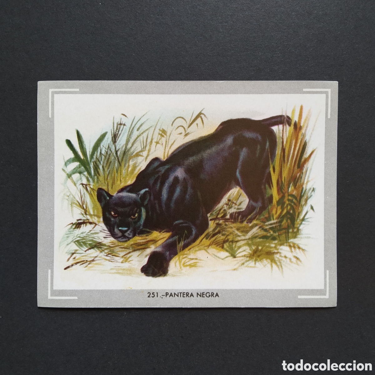 Collezionismo Figurine antiche: CROMO - N&deg; 251 - PANTERA NEGRA - VIDA Y COLOR - ED. &Aacute;LBUMES ESPA&Ntilde;OLES S.A. - A&Ntilde;O 1965