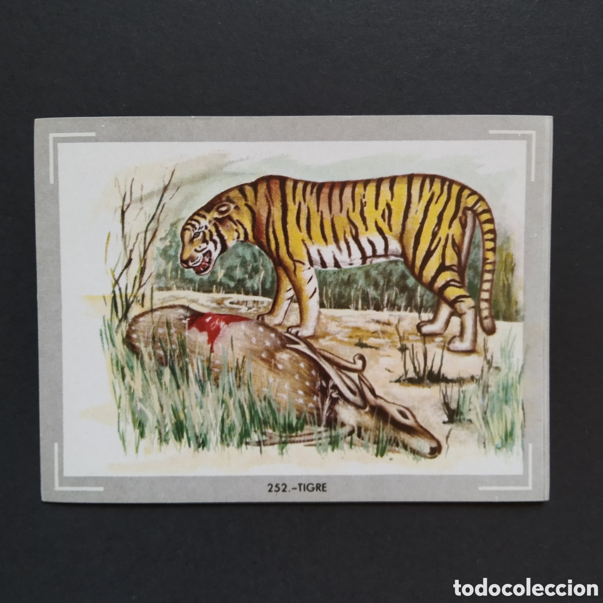 Collezionismo Figurine antiche: CROMO - N&deg; 252 - TIGRE - VIDA Y COLOR - ED. &Aacute;LBUMES ESPA&Ntilde;OLES S.A. - A&Ntilde;O 1965