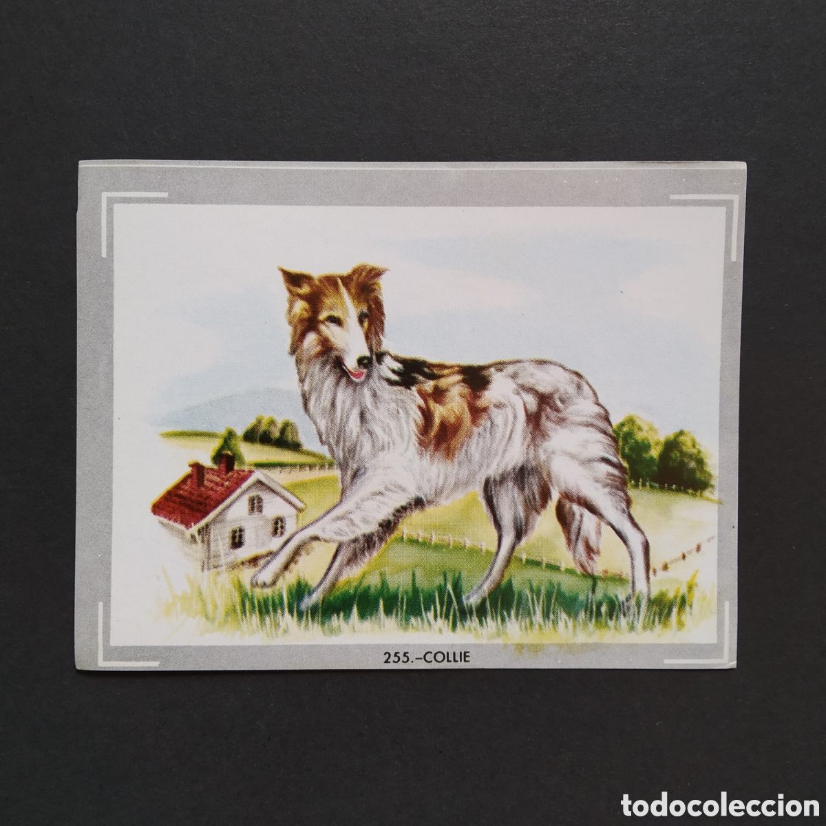 Collezionismo Figurine antiche: CROMO - N&deg; 255 - COLLIE - VIDA Y COLOR - ED. &Aacute;LBUMES ESPA&Ntilde;OLES S.A. - A&Ntilde;O 1965