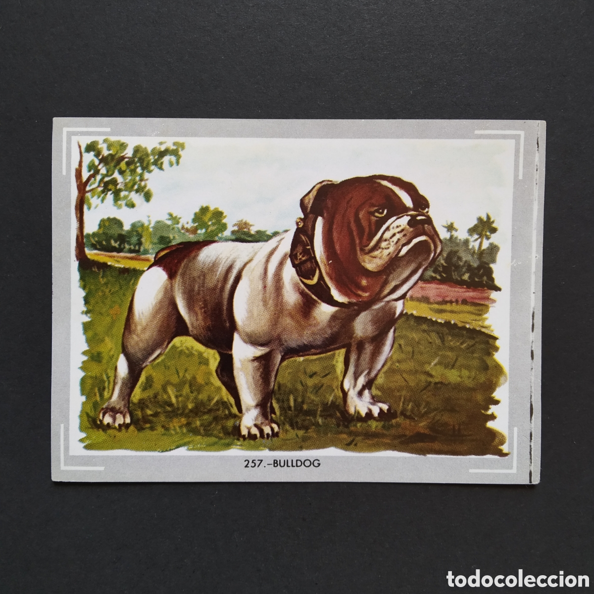 Collezionismo Figurine antiche: CROMO - N&deg; 257 - BULLDOG - VIDA Y COLOR - ED. &Aacute;LBUMES ESPA&Ntilde;OLES S.A. - A&Ntilde;O 1965