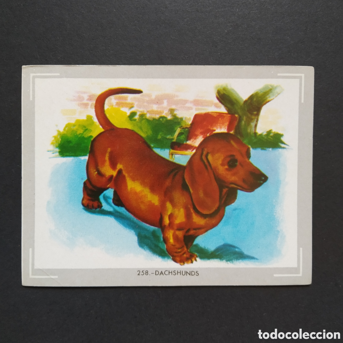 Coleccionismo Cromos antiguos: CROMO - N&deg; 258 - DACHSHUNDS - VIDA Y COLOR - ED. &Aacute;LBUMES ESPA&Ntilde;OLES S.A. - A&Ntilde;O 1965