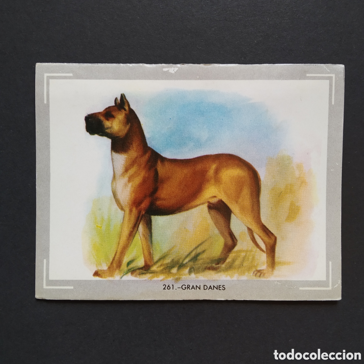Coleccionismo Cromos antiguos: CROMO - N&deg; 261 - GRAN DANES - VIDA Y COLOR - ED. &Aacute;LBUMES ESPA&Ntilde;OLES S.A. - A&Ntilde;O 1965 (DESPEGADO)