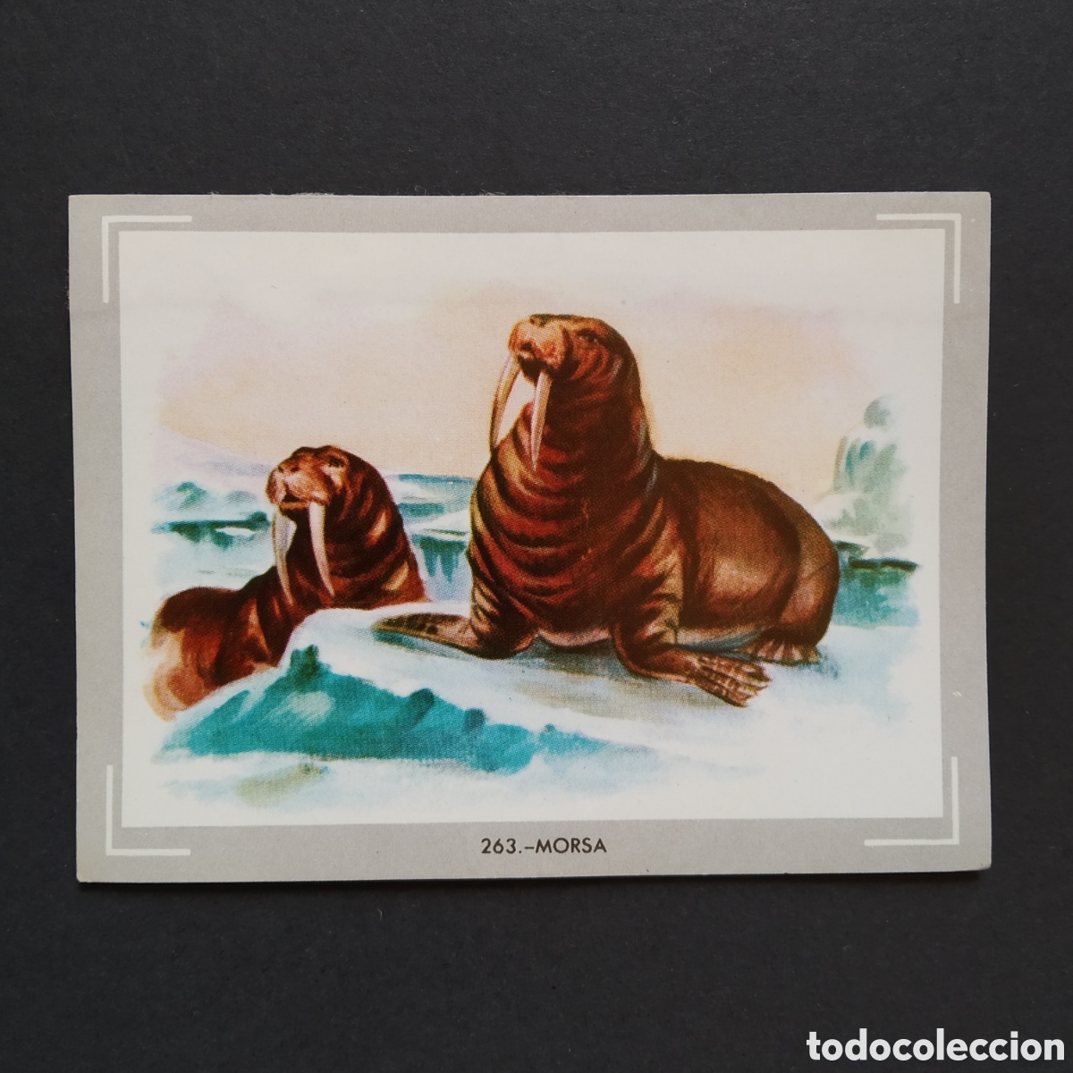 Coleccionismo Cromos antiguos: CROMO - N&deg; 263 - MORSA - VIDA Y COLOR - ED. &Aacute;LBUMES ESPA&Ntilde;OLES S.A. - A&Ntilde;O 1965 (DESPEGADO)